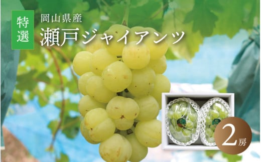 真庭市産 シャインマスカット 自宅用 2房 ぶどう 岡山 真庭 大粒 葡萄 2025年9月中旬以降発送予定 果物 フルーツ ブドウ 人気 数量限定 ご家庭用 皮ごと シャイン マスカット 産地直送 お買い得 甘い 新鮮 数量限定 岡山名産 フルーツ王国 定番 【shinemuscat06】