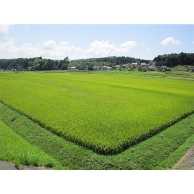 ふるさと納税 浜田市 神楽の郷　石見のこしひかり　5kg×2袋 |  | 02