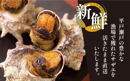 【6回定期便】平戸産を活きたまま天然活サザエ計10.8kg（約1.8kg×6回）【株式会社ひらど新鮮市場】[KAB163]/ 長崎 平戸 魚介類 天然 サザエ 定期便