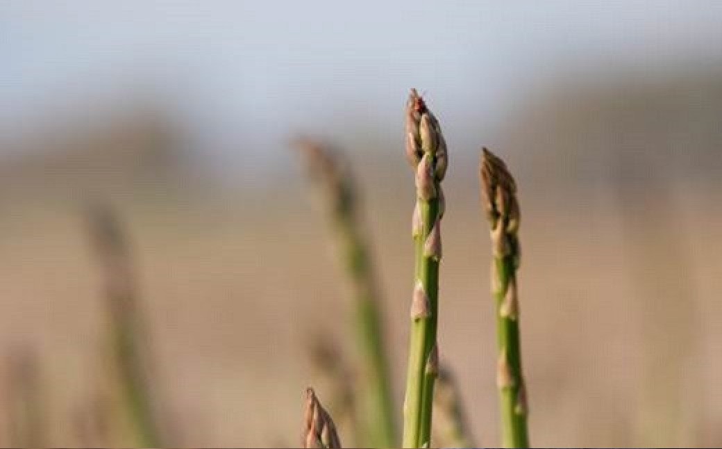 ［ 先行受付 ］ おとふけ産グリーンアスパラ 1kg 【 A133 】