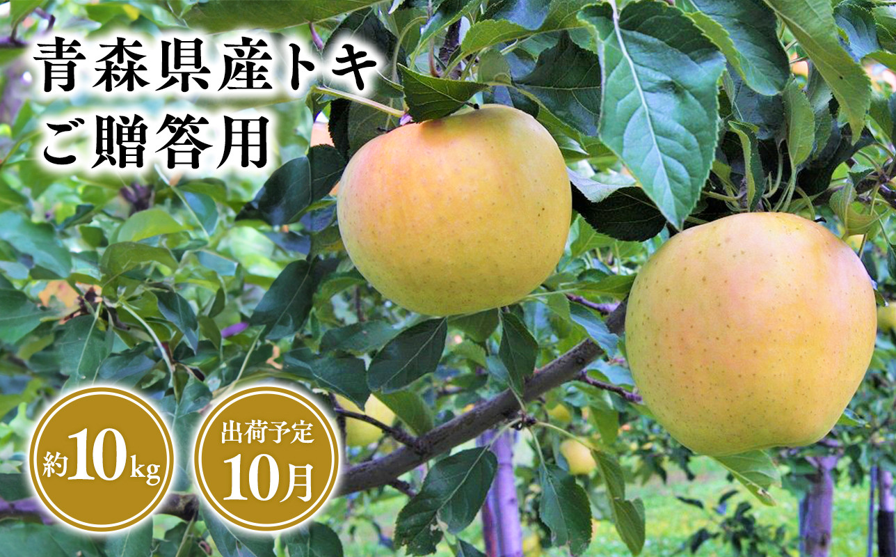 
            2025年産１０月発送　贈答用トキ10kg【青森県 平川市 そと川りんご園】１０月発送 贈答 青森 青森県産 平川 りんご リンゴ 林檎 くだもの 果物 フルーツ 
          
