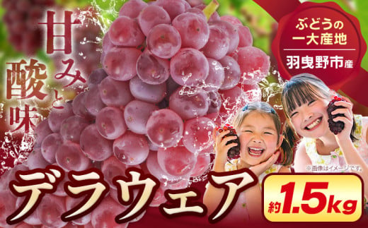 【2025年先行予約】【一大産地からのお届け】デラウェア 約1.5kg《2025年7月上旬-8月中旬頃出荷》デラウェア ぶどう 葡萄 ブドウ デラウェア デラウェア ぶどう 葡萄 ブドウ デラウェア デラウェア ぶどう 葡萄 ブドウ デラウェア デラウェア ぶどう 葡萄 ブドウ デラウェア デラウェア ぶどう 葡萄 ブドウ デラウェア 