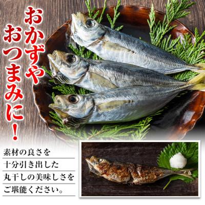 ふるさと納税 門川町 国産真あじ丸干し48尾セット(16尾×3箱・計2.5kg以上) |  | 02