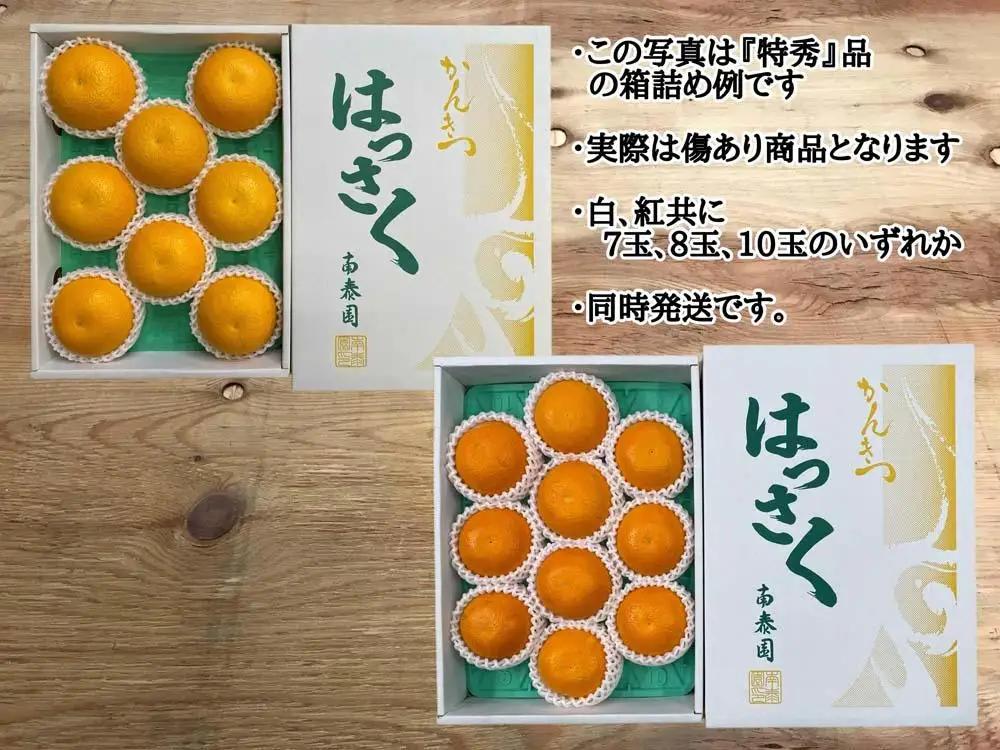 化粧箱 有田 はっさく 紅白 食べくらべ ちょっと傷あり 二級品 みかん