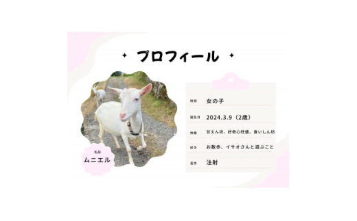 京都府与謝野町で ヤギとのふれあい体験 2名様用【1760902】