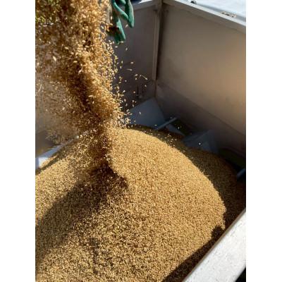 ふるさと納税 魚津市 【新米】環境保全米こしひかり　玄米10kg【北アルプス早月川最上流の棚田米】 |  | 01