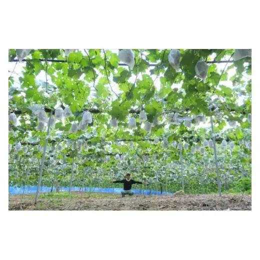 シャインマスカット 約1kg 2房 岡山県新見市 林農園 【先行予約 2026年10月上旬から順次発送】