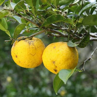 ふるさと納税 北川村 北川村ゆずぽん酢「実生」300ml×3本 |  | 03