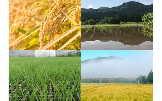 【2025年11月下旬発送開始】 新米 大粒厳選 ひとめぼれ 精米 10kg 【雫石八十八屋】 節減対象農薬：岩手県地域比5割減 化学肥料（窒素成分）：岩手県地域比5割減 ／ 米 白米