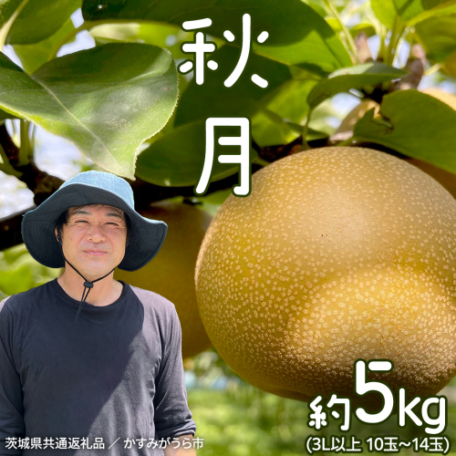 【2026年9月中旬発送開始】 《先行予約》秋月 梨 約 5kg 10玉～14玉 茨城県共通返礼品 ／ かすみがうら市 なし 鈴木農園 産地直送 フルーツ 甘い 直送 茨城 限定  [ED004sa]