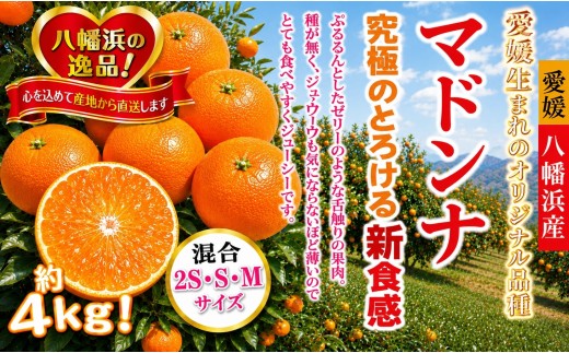 2026年11月発送開始　ぷるぷる新食感「マドンナ」約4kg　＜D39-31＞_みかん ミカン マドンナ 紅まどんな同品種 柑橘 柑橘類 フルーツ 果物 くだもの 人気 美味しい 愛媛県 八幡浜 ふるさと【1149494】 YWTF013
