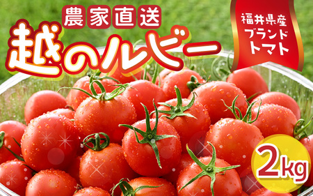 越のルビー 農家直送 フルーツトマト2kg 福井県産ブランドトマト【とまと トマト ミディトマト 野菜 生野菜 美容 健康 新鮮 産地直送 贈答 ギフト 国産】 [A-21801]