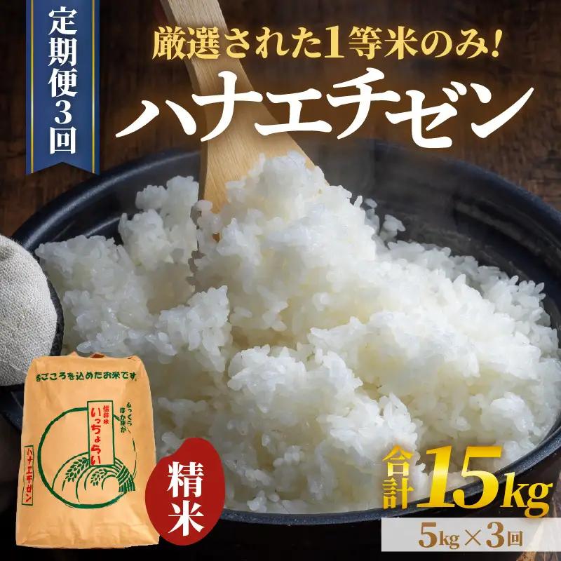 【先行予約】【令和8年産・新米】【一等米】＜定期便3回＞ ハナエチゼン 精米 5kg × 3回（15kg）《発送直前精米！》 ／ 福井県産 ブランド米 ご飯 白米 お米 コメ 新鮮 大賞 受賞 新米 