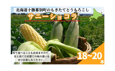 先行予約 2026年 黄とうもろこし 18～20本 とうもろこし