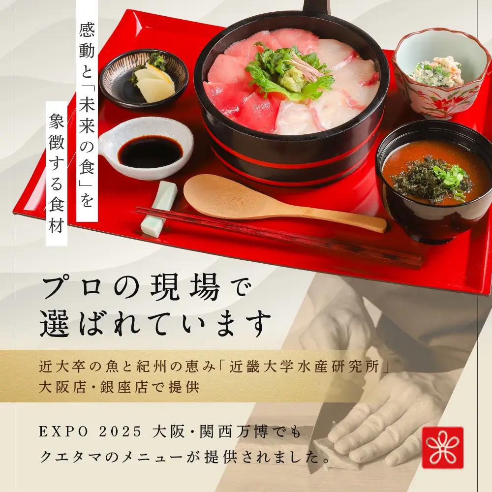 近大クエタマ鍋セット500g（2026年11月下旬～12月中旬発送）