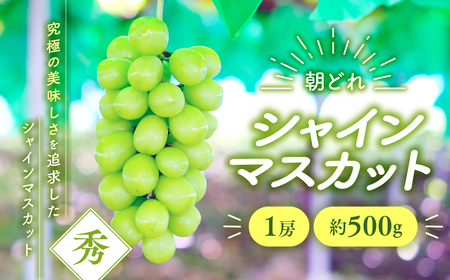 【2025年分発送】 シャインマスカット 1房 約500g 先行予約 先行 予約 山梨県産 産地直送 フルーツ 果物 くだもの ぶどう ブドウ 葡萄 シャイン シャインマスカット 新鮮 人気 おすすめ 国産 山梨 甲斐市  贈答 ギフト お取り寄せ 朝どれ AV-31