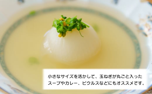 【訳あり】小さな淡路島たまねぎ 2Sサイズ 10kg　 [玉ねぎ 玉ねぎ 玉ねぎ 玉ねぎ 玉ねぎ 訳あり 訳あり 訳あり]