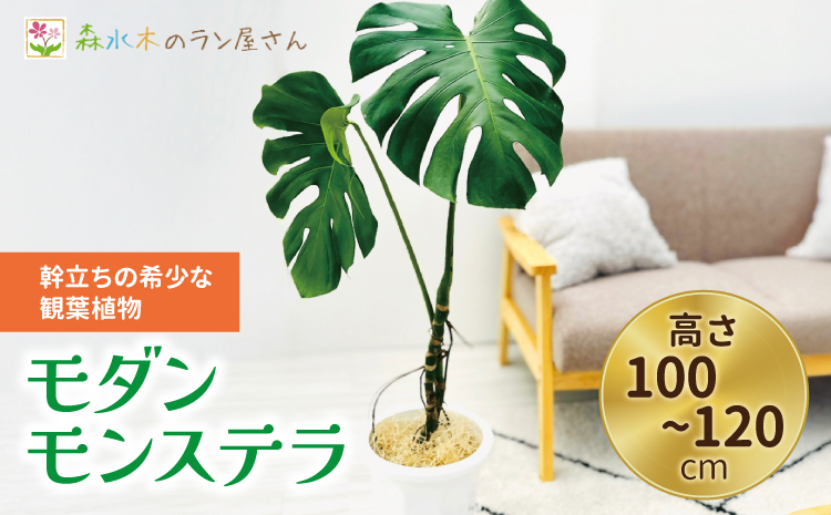 【森水木のラン屋さん】モダン モンステラ 幹立ちの希少な観葉植物 （高さ100～120cm）  幹立ちモンステラ 観葉植物 ギフト 大型モンステラ モンステラ プレゼント おしゃれ 開店祝い 新築祝い スタイリッシュ インテリア 希少 植物