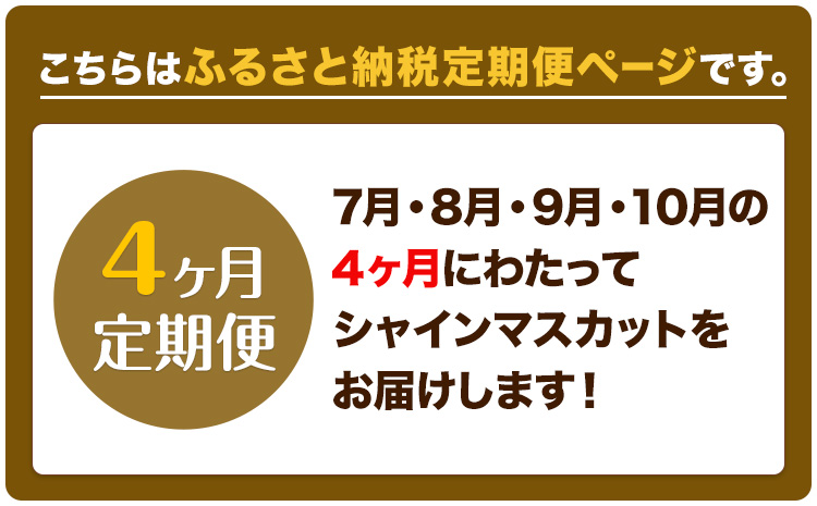 【2025年先行予約】ぶどう 4ヶ月 定期便 シャインマスカット 晴王 1.2kg（2房） 岡山県産《7月上旬-10月末頃出荷》 ハレノフルーツ マスカット 送料無料 岡山県 浅口市 フルーツ 果物 