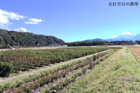 バラ苗鉢植え「アンクレット」 [h190]