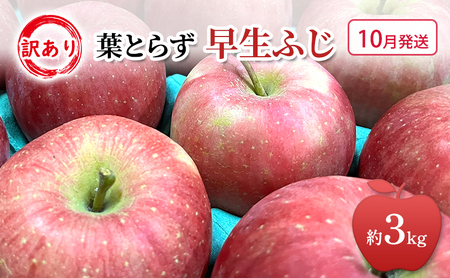 りんご早生ふじ訳あり家庭用 青森県産 りんご【約3kg】【10月発送】
