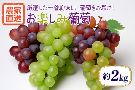 【数量限定・期間限定】 お楽しみ葡萄 約2kg ブドウ ぶどう 葡萄 マスカット 白ぶどう 皮ごと食べられる ジューシー 果物 フルーツ くだもの お楽しみ シャインマスカット ハイベリー マスカサーティーン バイオレットキング 富士の輝 BKシードレス その他品種 【9月下旬～10月下旬順次発送予定】 54-D