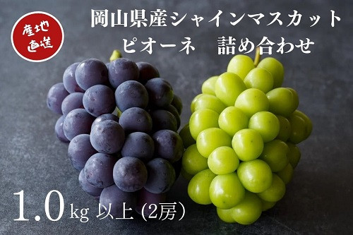 
            KGF-8.厳選　岡山県産　シャインマスカット・ピオーネ　詰め合せ　1.0㎏以上　2房　産地直送　朝採れ ぶどう 食べ比べ 真庭市 【kgftmt008】
          
