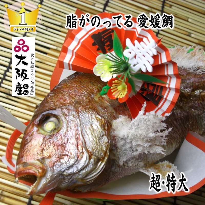 
            [№5309-0073]天然祝鯛　炭火焼　2kgアップ（愛媛活け鯛）
          