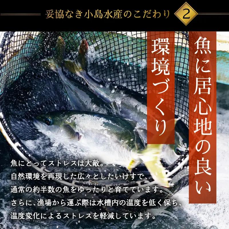 乙女 ブリ 半身 カマ付き 800g以上 冷凍 約 3 ～ 5人前 ks043