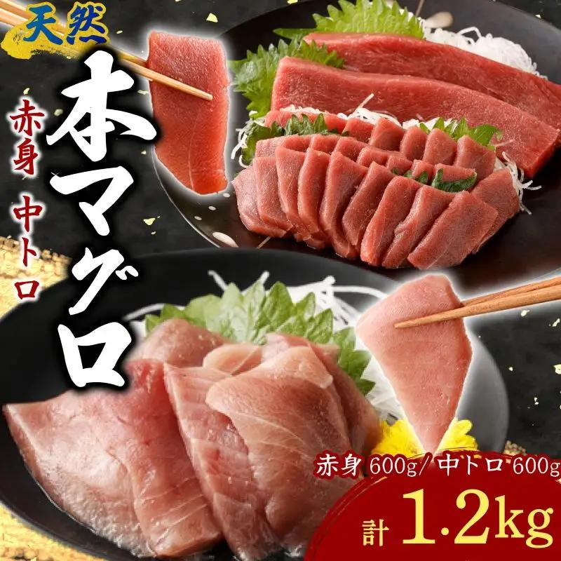 本まぐろ 赤身 中トロ 計1.2kg まぐろ【tk190】