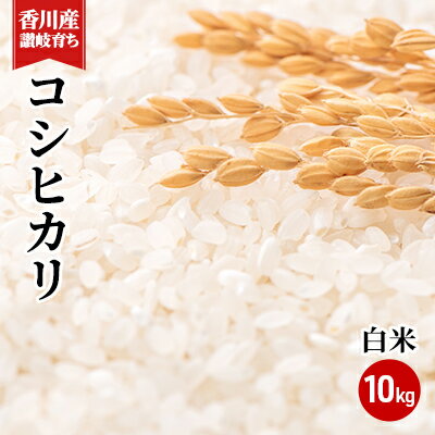【ふるさと納税】令和7年 香川県産「コシヒカリ」 10kg 讃岐育ち 精米 お米 こしひかり おこめ 白米　 　お届け：2025年9月上旬より順次お届け開始