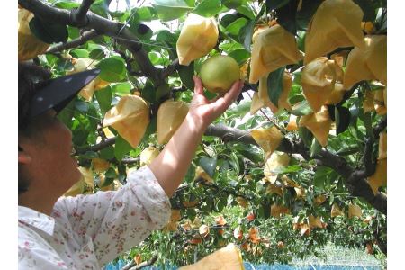 二十世紀梨 5kg【先行受付 2025年発送 梨 なし ナシ 20世紀 美味しい みずみずしい 期間限定 先行予約】