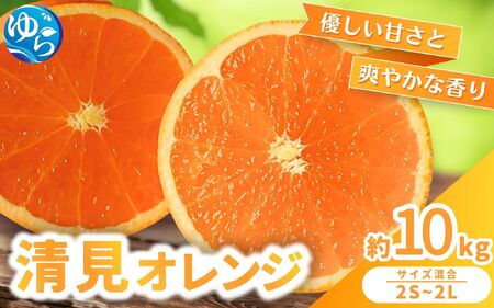 【来シーズン 先行予約】清見オレンジ 約10kg ※2026年3月上旬～順次発送 農家直送 / みかん みかん 清見 清見 きよみ オレンジ 和歌山 柑橘 晩柑【nktn021】