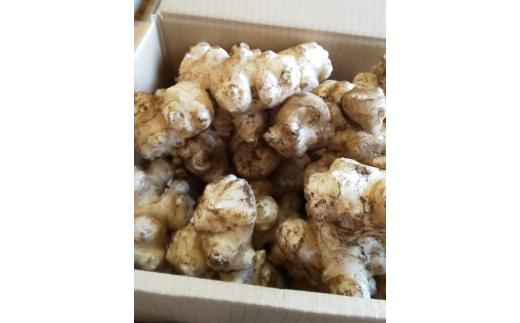 【健康を気遣うあなたへ】菊芋 　糖質が気になる方向け（約1,000g）『from 名水の里 秦野』004-21-1