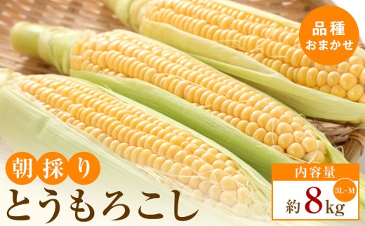 
                  【5月31日までの期間限定価格】朝採り とうもろこし(品種おまかせ)約8kg【2026年6月1日～2026年7月18日の間にお届け】
                