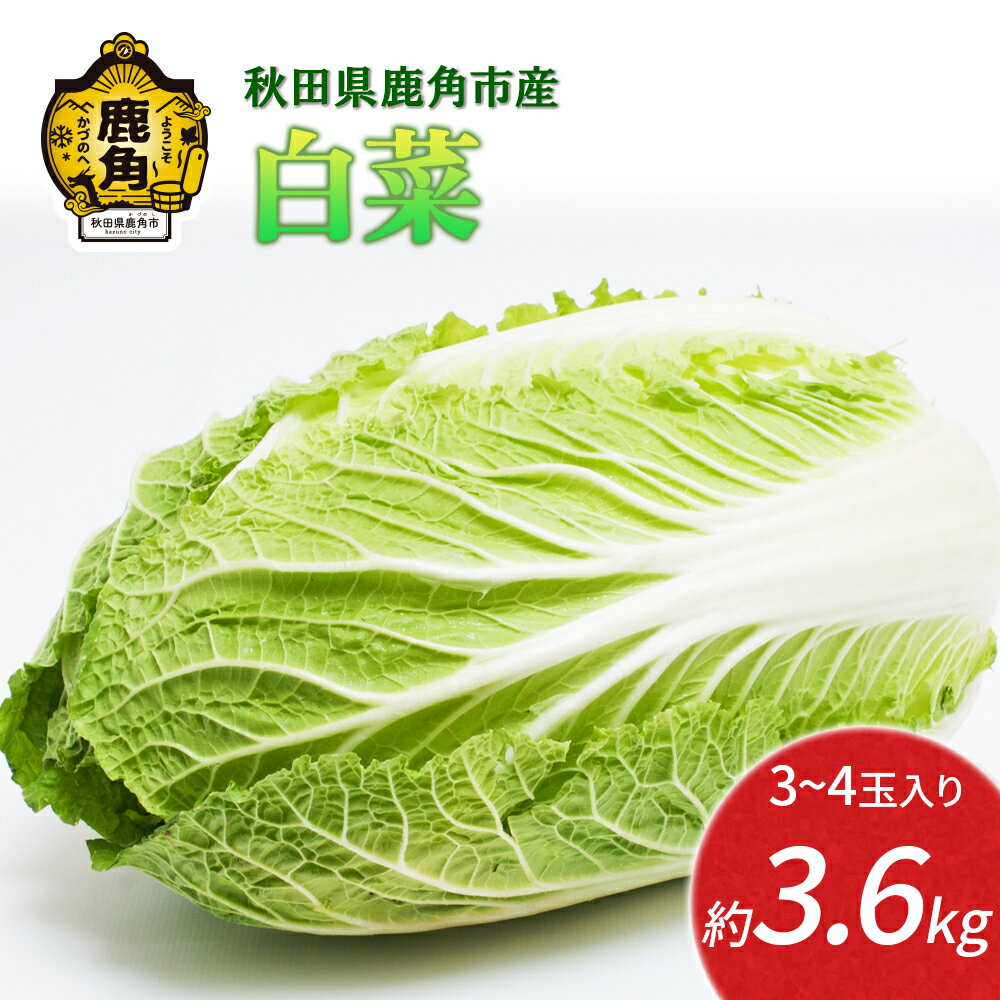【ふるさと納税】《 先行予約 》 白菜 約 3.6kg 新鮮 旬 お鍋 シチュー 安全 甘い 採れたて 国産野菜 お取り寄せ グルメ ギフト お中元 お歳暮 秋田 あきた 鹿角市 鹿角 秋田県 鹿角産 送料無料 【恋する鹿角カンパニー】