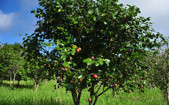 【全3回定期便】雫 椿オイル ナチュラル【合資会社 椿乃】 [PAM032]