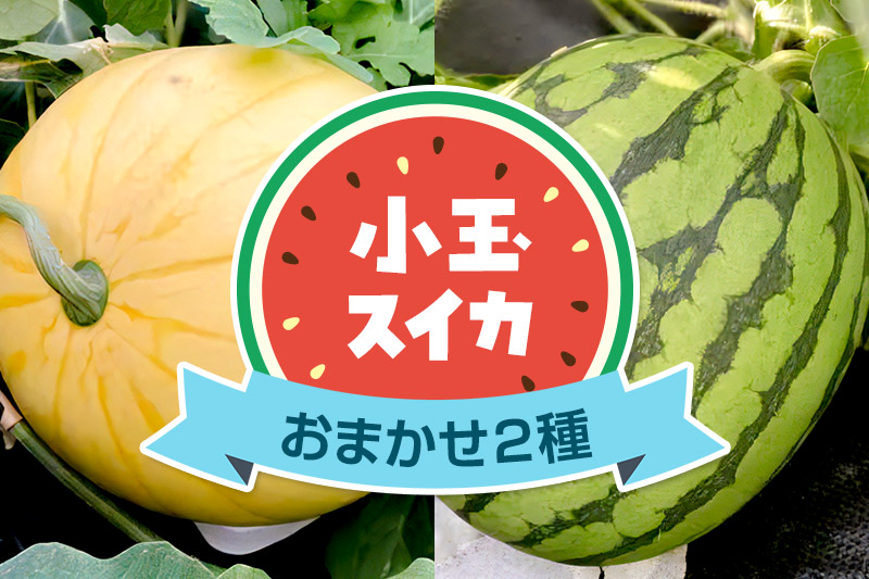 《7月中旬〜9月中旬発送》食べ比べ 小玉スイカ 品種おまかせ2種