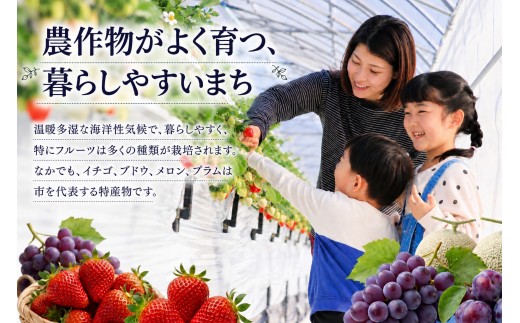 【 令和8年産 新米 】 こしひかり 10kg コシヒカリ こめ コメ 米 おコメ お米 おこめ 精米 せいまい コシヒカリ しんまい 前嶋商店 千葉県 東金