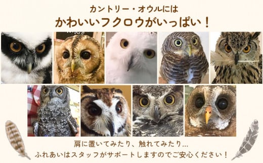 ふくろう触れ合い体験 (ドリンク スーベニア付き) カントリーオウル フクロウカフェ《30日以内に出荷予定(土日祝除く)》和歌山県 岩出市 ふくろう 体験 フクロウ ふれあい体験 チケット 送料無料