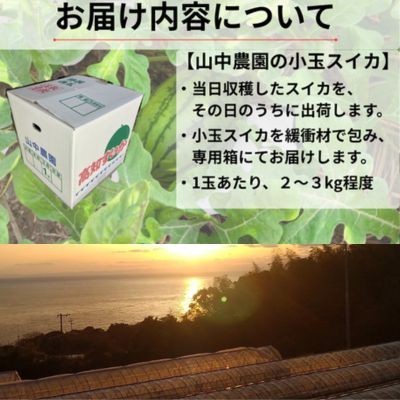 一つ一つ丁寧に育てられた小玉スイカをお届けいたします