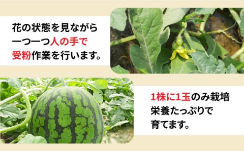 【2026年5月下旬〜発送】【大玉】 スイカ 羅皇 (ラオウ) 1玉 / 果物 フルーツ らおう / 南島原市 / ふるさと企画 [SBA013]