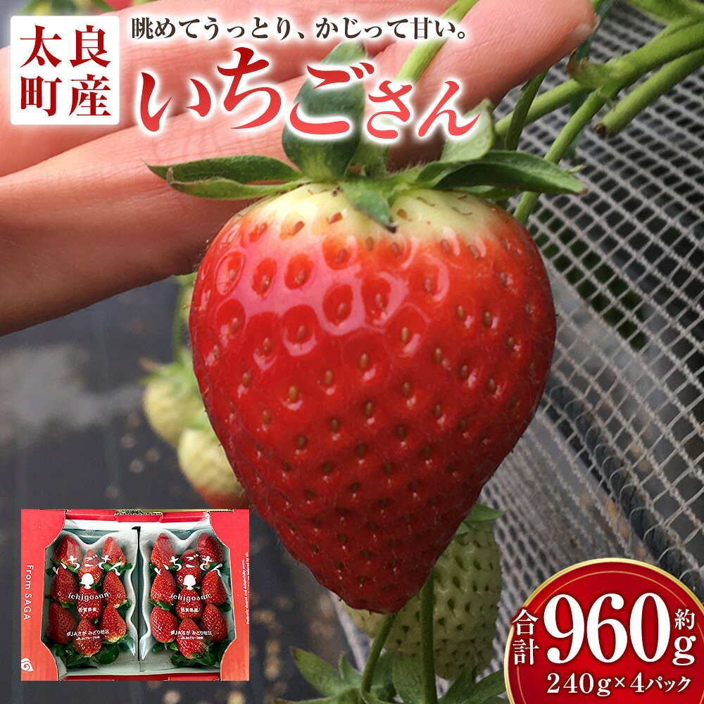 【ふるさと納税】N205x1 いちごさん　平パック　240g×4パック 苺 いちご フルーツ 果物 【2027年2月上旬-3月上旬発送予定】