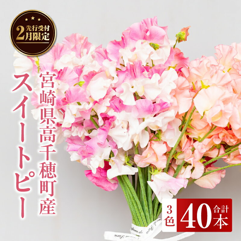 【ふるさと納税】スイートピー（2月限定） 花 お花 フラワー 花弁 贈答 贈り物 ギフト プレゼント お祝い 内祝い 卒業祝い 退職祝い 記念日 結婚記念日 誕生日 節目 門出 花言葉 母の日 父の日 敬老の日 観賞 観賞用 植物 生け花 宮崎県 高千穂町 送料無料