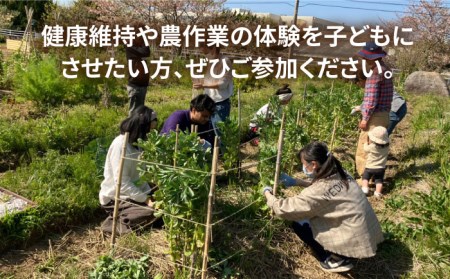 糸島で農業体験(3名) 栽培期間中農薬不使用 無化学肥料 無除草剤の畑で野菜のお世話体験！[AAL003]