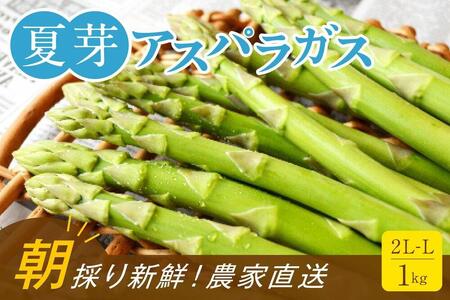 【朝採り直送】夏芽アスパラガス 1kg（2L-Lサイズ）福岡県産 2026年