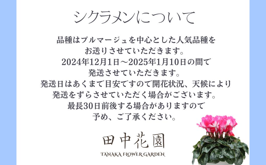 カゴ入りシクラメン 6号鉢 | シクラメン 花苗 フラワー ギフト 季節 お花 ガーデニング ガーデニング 趣味 旬 インテリア 園芸 装飾品 花 植物 花壇 育てやすい 癒し 田中花園 埼玉県知事賞