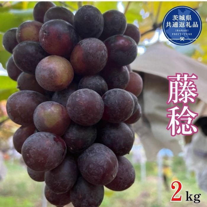 【ふるさと納税】開田ぶどう園　藤稔　2kg（茨城県共通返礼品・石岡市産）