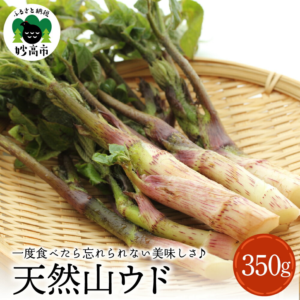 【ふるさと納税】天然 山ウド 350g 【4月中旬より発送】 山菜 天ぷら 酢味噌 あえ きんぴら 春の味覚 産地直送 国産 送料無料 新潟県 妙高市
