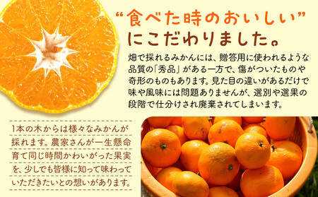 みかん うま採り 箱込約 1kg（内容量0.9kg） 光センサー選別 みかんの会厳選 サイズミックス 和歌山県産 産地直送 【みかんの会】［2025年11月中旬より2026年1月中旬頃順次出荷予定］